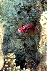 IMG_0777rf_Maldives_Madoogali_House reef_Marignan sabre_Sargocentron spiniferum